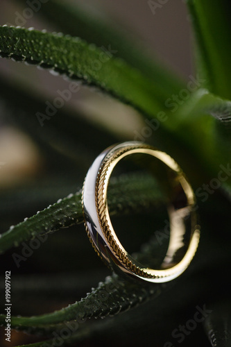Silver and gold ring on dark green cactus background