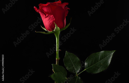 Fototapeta Naklejka Na Ścianę i Meble -  Rosa rossa su sfondo nero con luce di taglio
