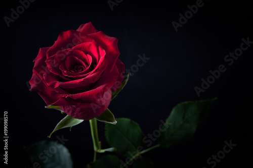 Rosa rossa su sfondo nero con luce di taglio