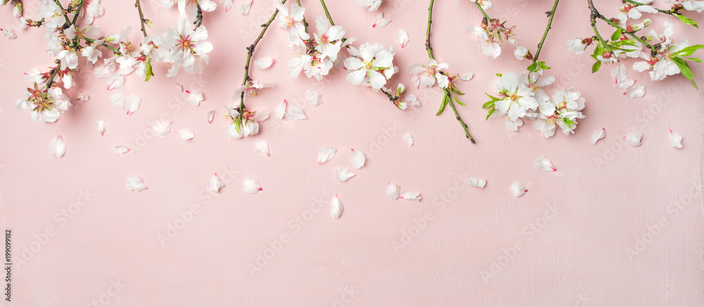 Spring floral background, texture, wallpaper. Flat-lay of white almond blossom flowers and petals over pink background, top view, copy space, wide composition. Womens day holiday greeting card - obrazy, fototapety, plakaty 