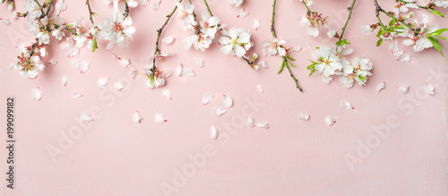 Spring floral background, texture, wallpaper. Flat-lay of white almond blossom flowers and petals over pink background, top view, copy space, wide composition. Womens day holiday greeting card