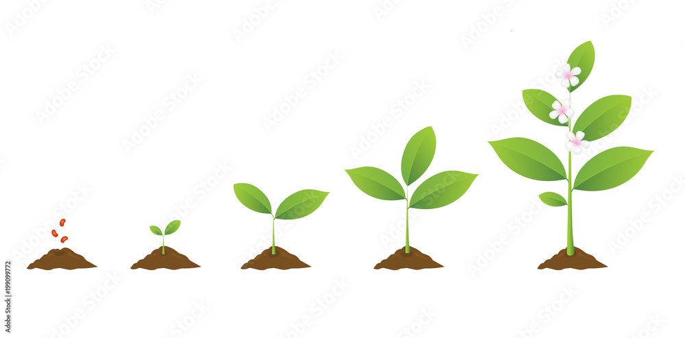 Infographic of planting tree. Seedling gardening plant. Seeds sprout in ground. Sprout, plant, tree growing agriculture icons. Vector realistic illustration with flowers isolated on white background.