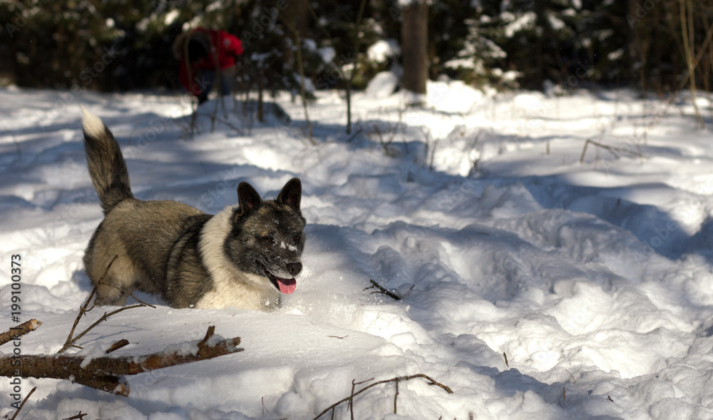Naklejka premium Corgi dog playing in snow