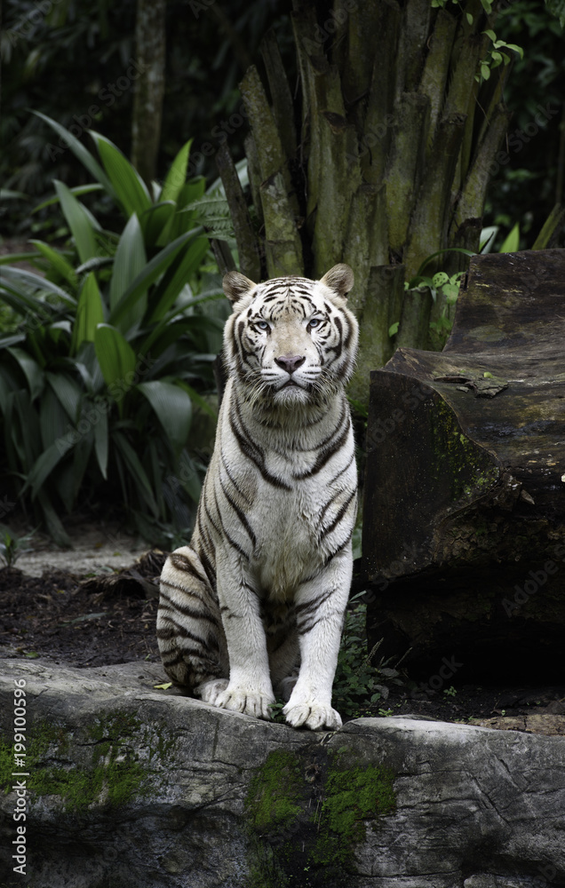 Naklejka premium Tygrys w dżungli. Biały tygrys bengalski siedzi na skale z naturalnego tła