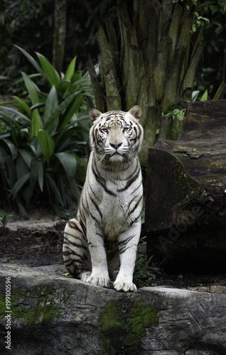 Tiger in a jungle. White Bengal tiger sits on a rock with natural background