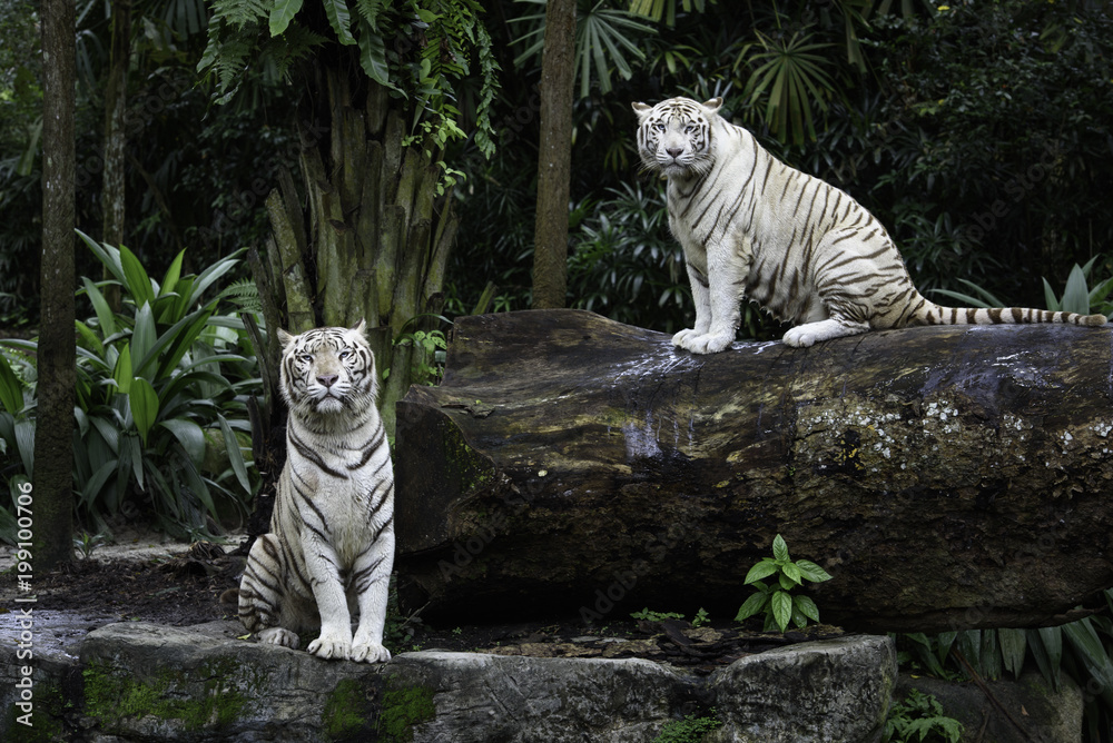 Naklejka premium Dwa tygrysy w dżungli. Para białych tygrysów bengalskich na naturalne tło