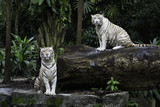Two tigers in a jungle. A pair of white Bengal tigers over natural background