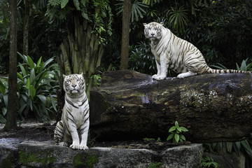 Fotobehang Tijger Witte Bengaalse tijgers in jungle  © ChaoticDesignStudio