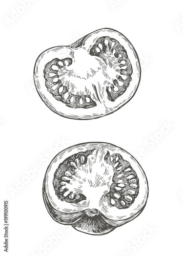 Vector graphic sketch with tomato halfs isolated on white background. Vintage hand drawn illustration of fresh vegetable cut in half longitudinal section in engraving style.