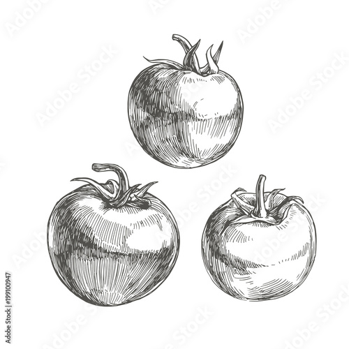 Vector set of full tomatoes with stem isolated on white. Botanical hand drawn illustration of fresh vegetables in engraving style