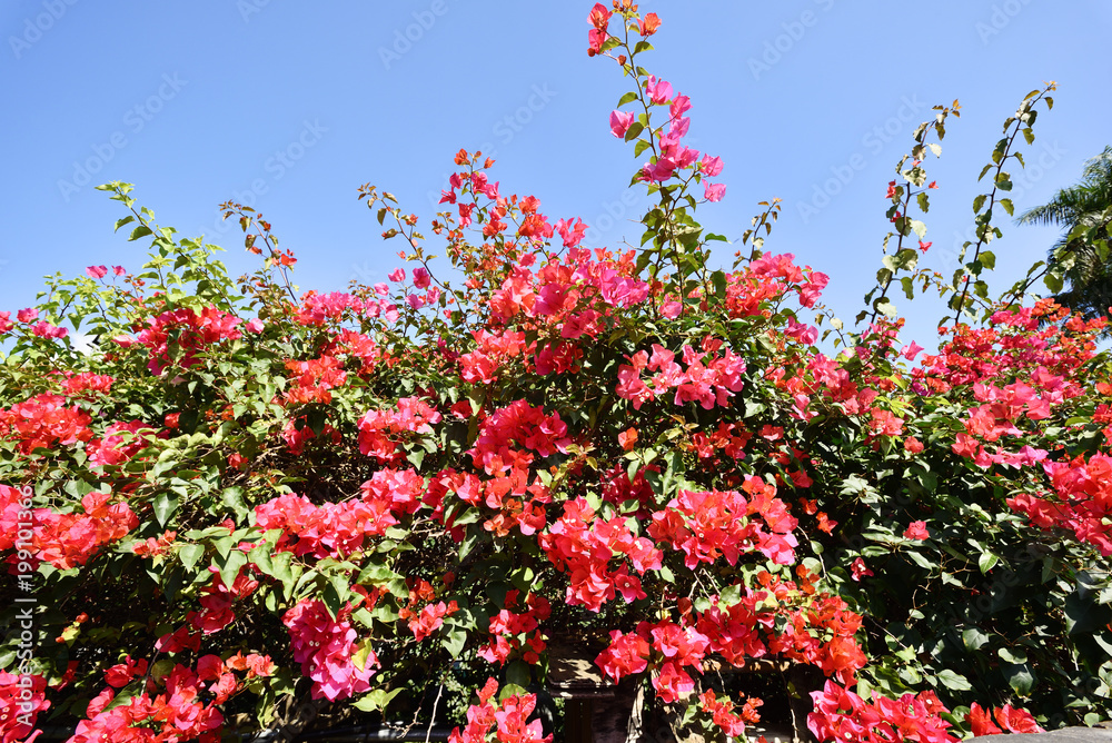 Pink bougainvillea flowers and blue sky in spring outdoor Pink bougainvillea flowers and blue sky in spring outdoor