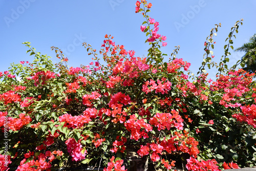 Pink bougainvillea flowers and blue sky in spring outdoor © lcc54613