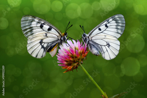 Butterfly's community - Stock Image