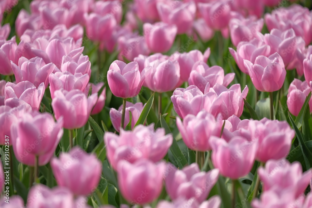 tulip, flower, spring, nature, garden, pink, tulips, flowers, purple, field, green, blossom, red, bloom, plant, beauty, floral, color, petal, bright, park, season, summer, flora, blooming tulip, flower, spring, nature, garden, pink, tulips, flowers, purple, field, green, blossom, red, bloom, plant, beauty, floral, color, petal, bright, park, season, summer, flora, blooming