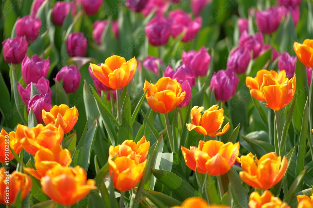 tulip, flower, spring, garden, red, tulips, nature, field, pink, green, flowers, beauty, floral, purple, blossom, bloom, flora, plant, color, yellow, colorful, blooming, bright, season, petal