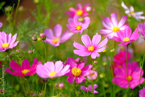 flower, pink, nature, garden, summer, flowers, plant, cosmos, blossom, spring, green, beauty, floral, purple, flora, field, petal, daisy, bloom, colorful, color, meadow, white, blooming, natural