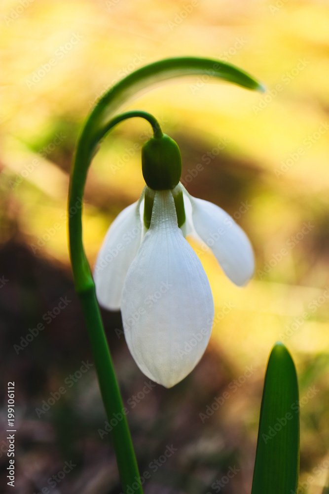 First snowdrops flowers in a forest, macro view, spring season, blurred background. First snowdrops flowers in a forest, macro view, spring season, blurred background.
