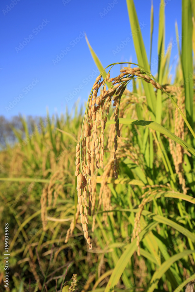 Fototapeta premium Rice paddies
