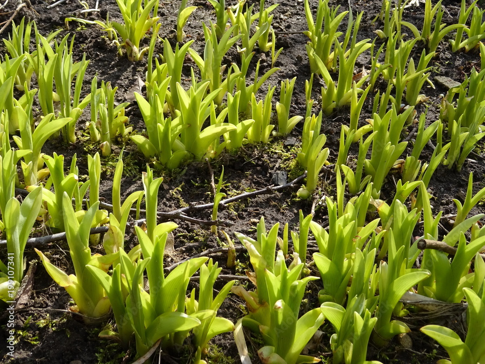 Obraz premium Grüne Triebe