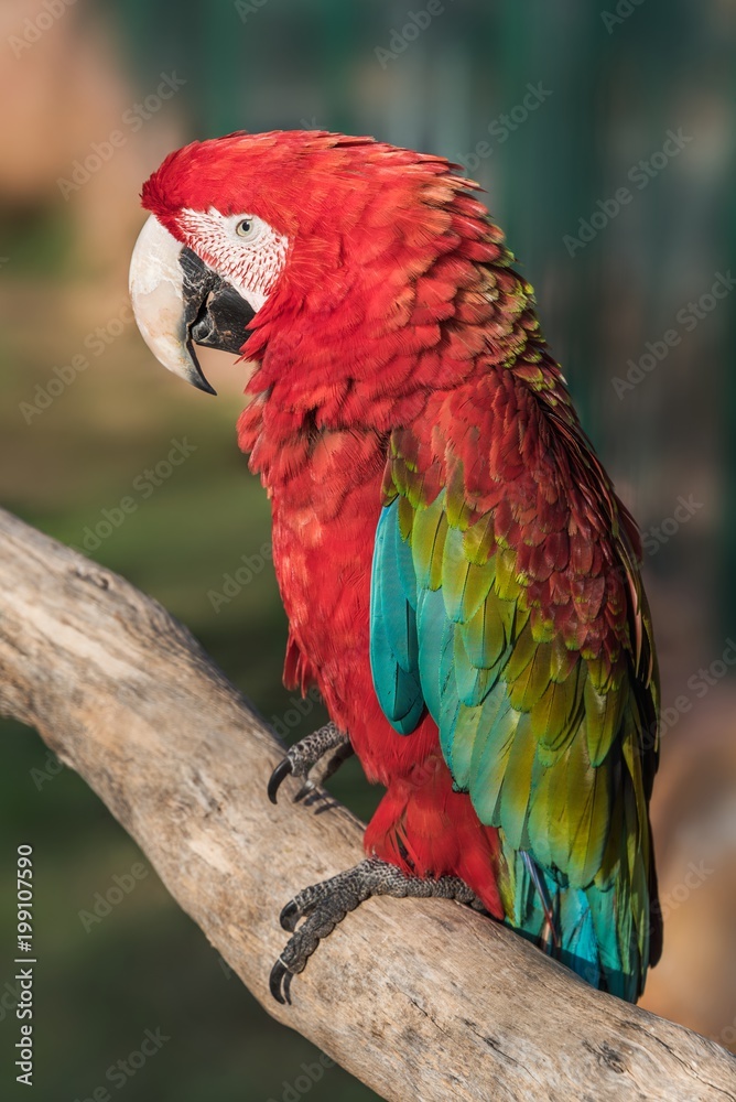 Red and green macaw close up