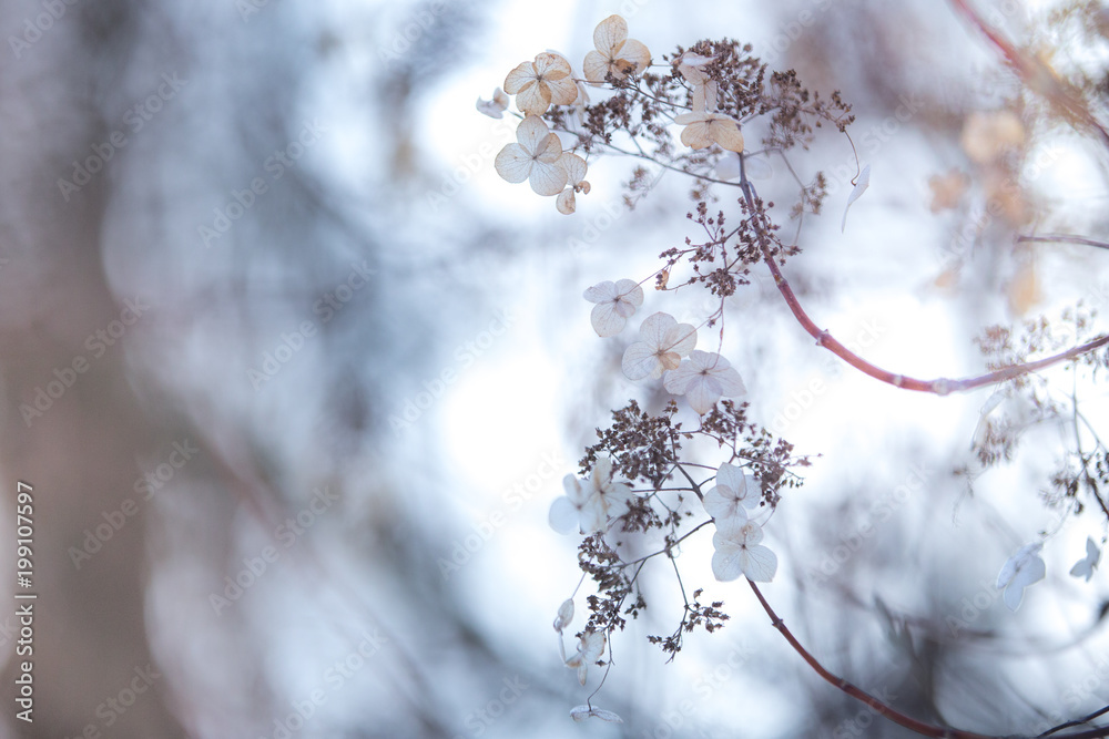 Small white flowers on a toned on gentle soft warm blue and pink background outdoors close-up macro . Spring summer border template floral background. Light air delicate artistic image, free space Small white flowers on a toned on gentle soft warm blue and pink background outdoors close-up macro . Spring summer border template floral background. Light air delicate artistic image, free space
