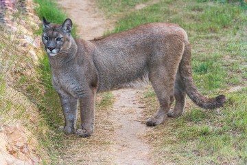 Crédence de cuisine Puma Puma debout dans son habitat  © YK