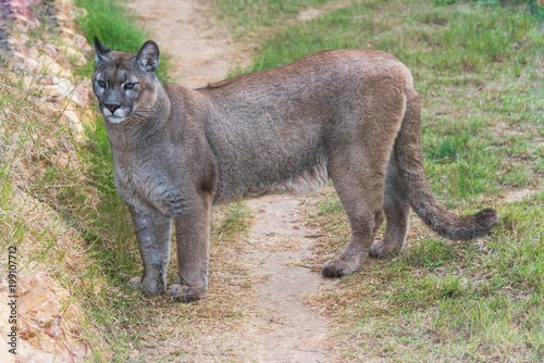 Puma standing in a zoo