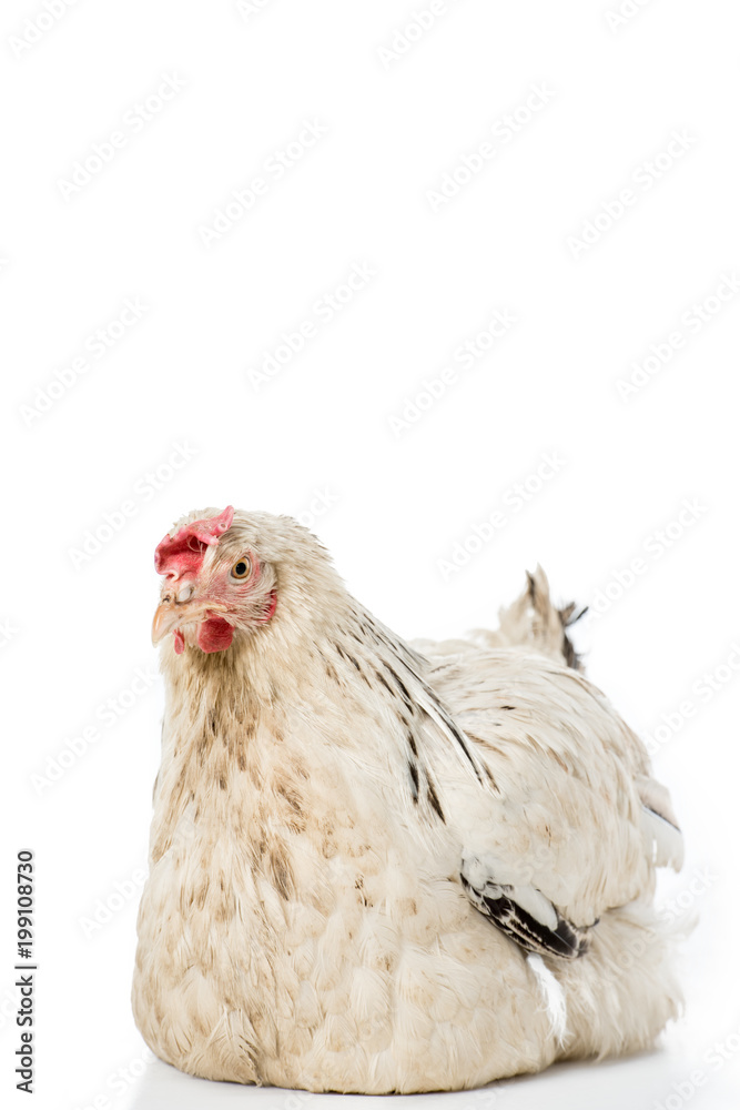 Fototapeta premium close-up view of beautiful white hen lying isolated on white