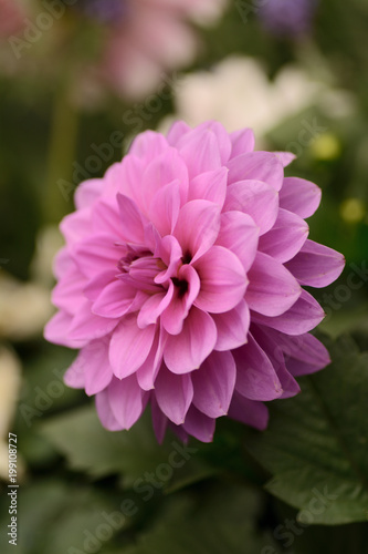 2018 HK Flower Show