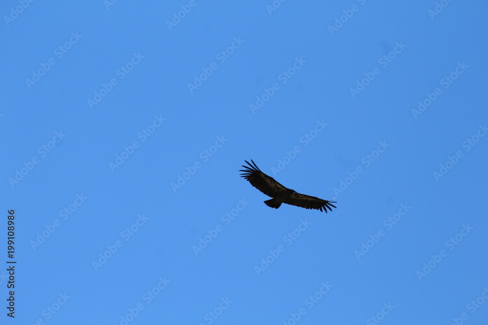 Obraz premium Vuelo a la libertad