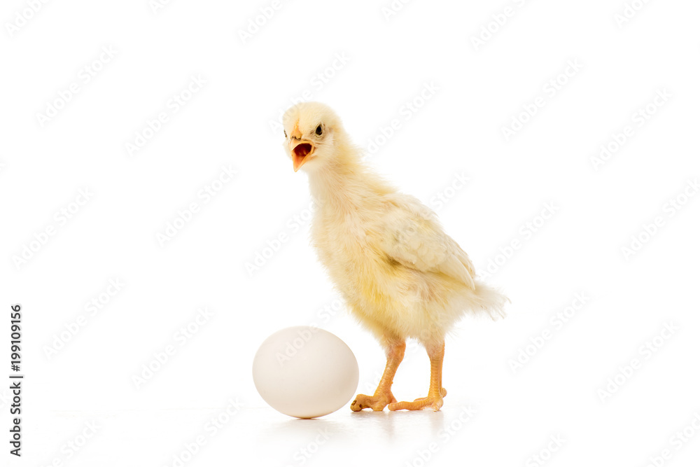 close-up view of adorable little chick with egg isolated on white close-up view of adorable little chick with egg isolated on white