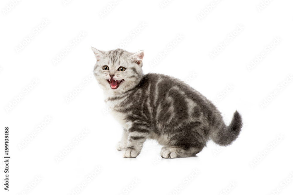 adorable grey fluffy kitten meowing isolated on white adorable grey fluffy kitten meowing isolated on white