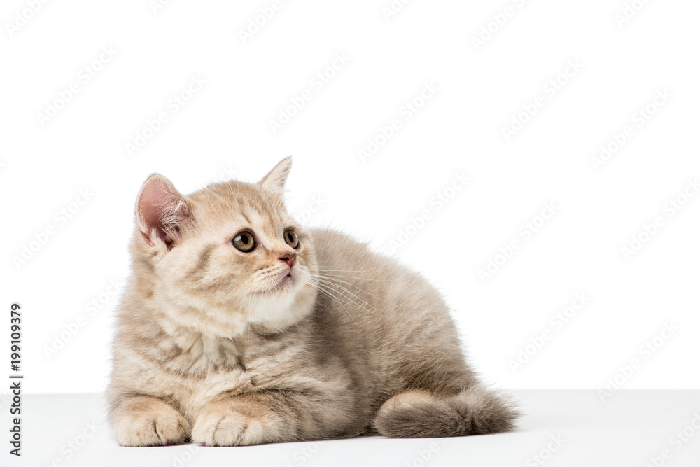 Obraz premium adorable furry kitten looking up isolated on white