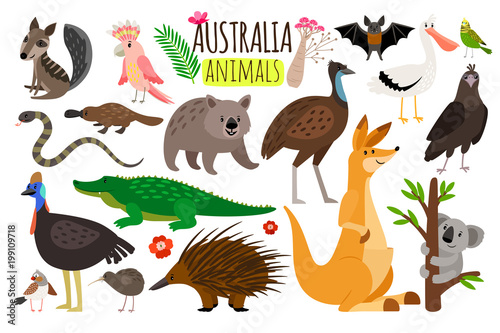 Australian animals. Vector animal icons of Australia, kangaroo and koala, wombat and ostrich emu