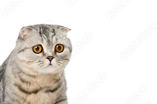 close-up view of adorable furry cat looking at camera isolated on white