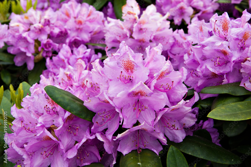 Tableau sur toile Flowering bush of pink rhododendron