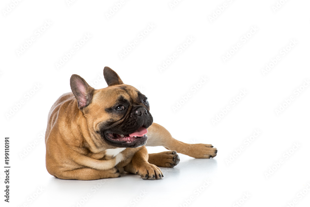 close up view of cute french bulldog isolated on white