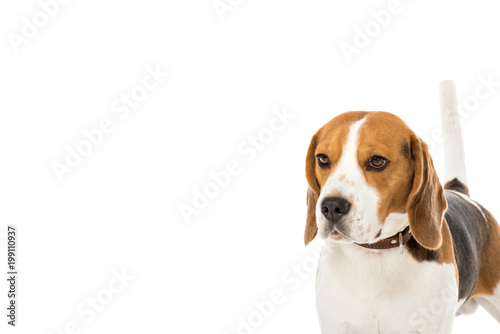 cute beagle dog in collar looking away isolated on white