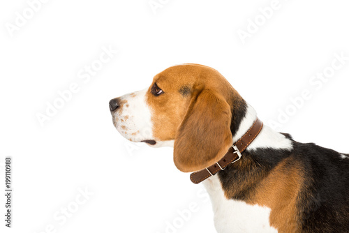 side view of cute beagle dog in collar isolated on white