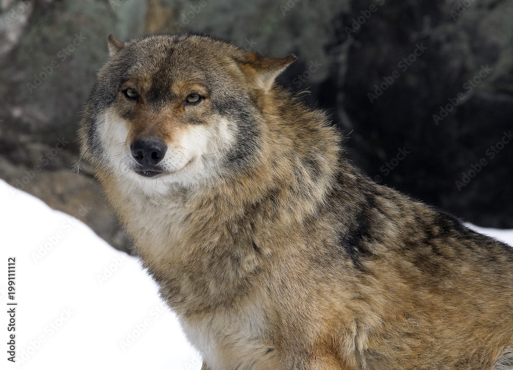 Wolf, Portrait, Nationalpark Bayerischer Wald