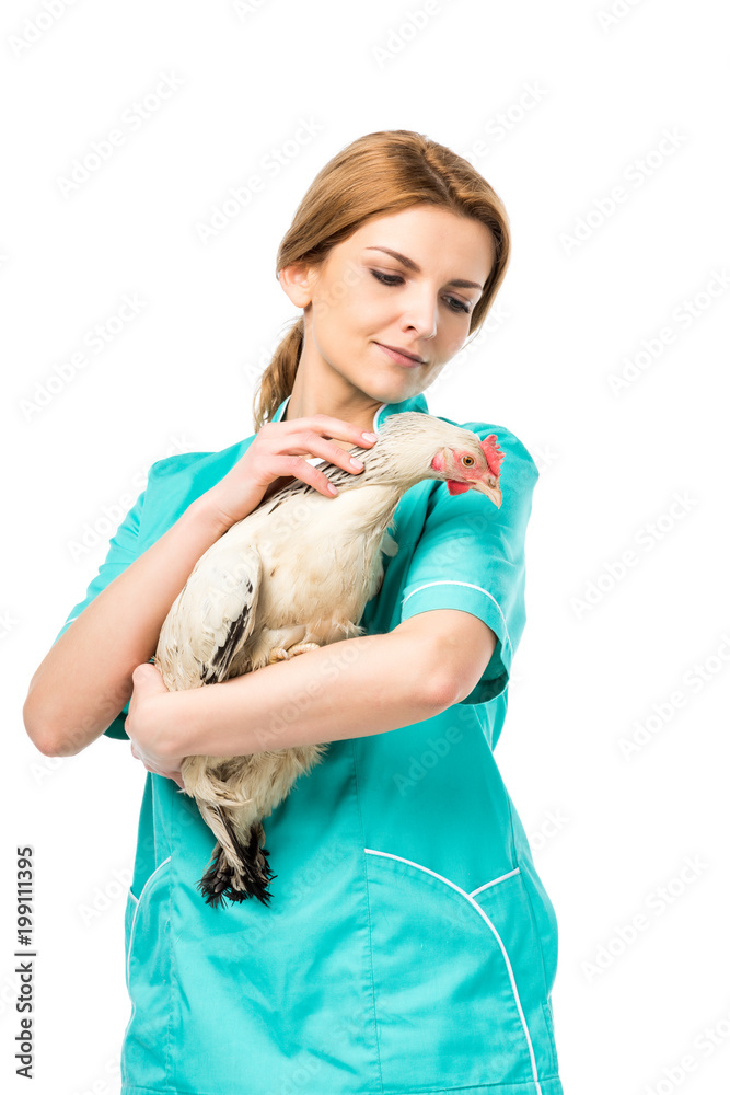 portrait of veterinarian in uniform holding chicken isolated on white portrait of veterinarian in uniform holding chicken isolated on white
