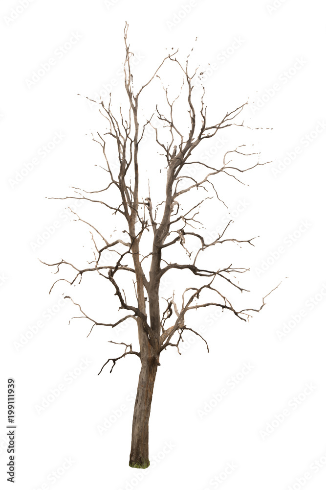 dry tree on white background