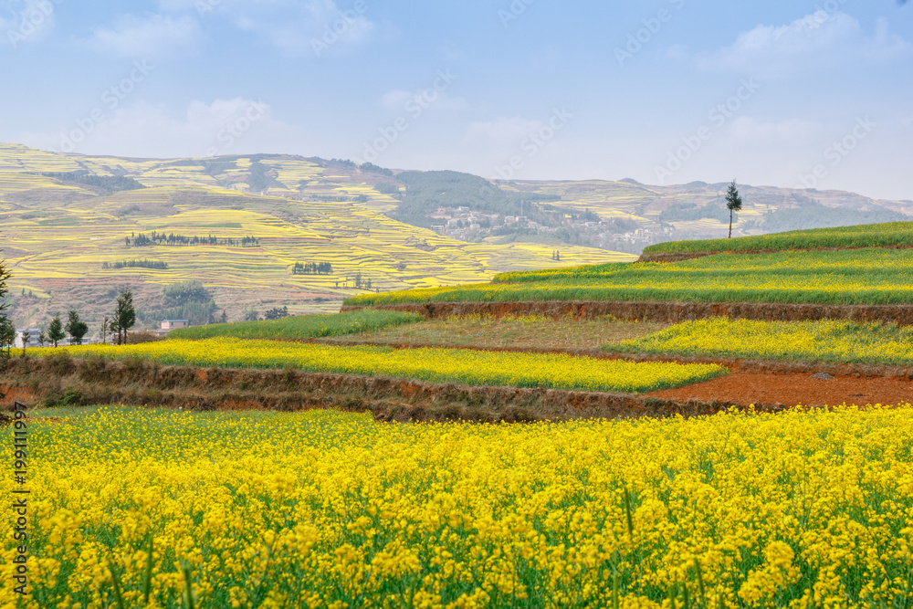 Yellow rapeseed fields with terraces
