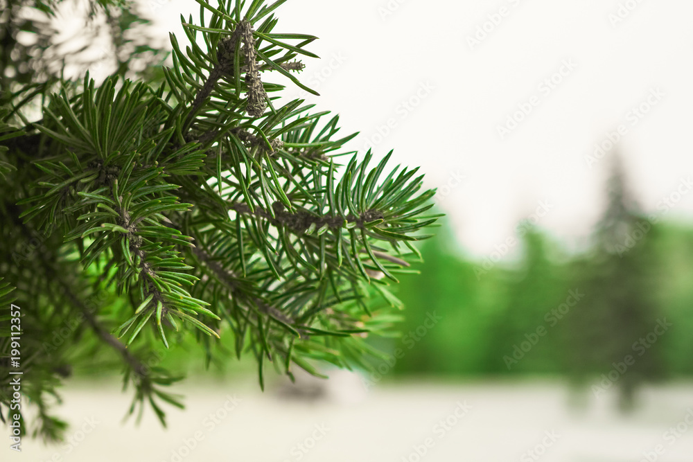 Obraz premium branch of a Christmas tree, green on a foreground. in summer.