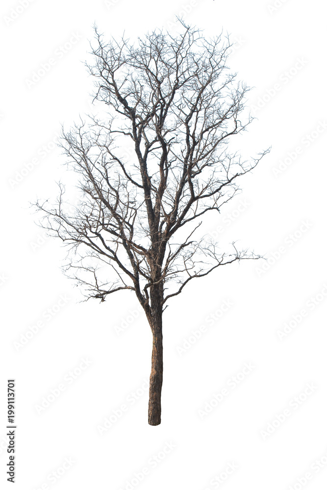 Obraz premium isolate tree with white background