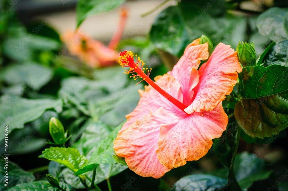 Red hibiscus flower on a natural background. From a side. Red hibiscus flower on a natural background. From a side.