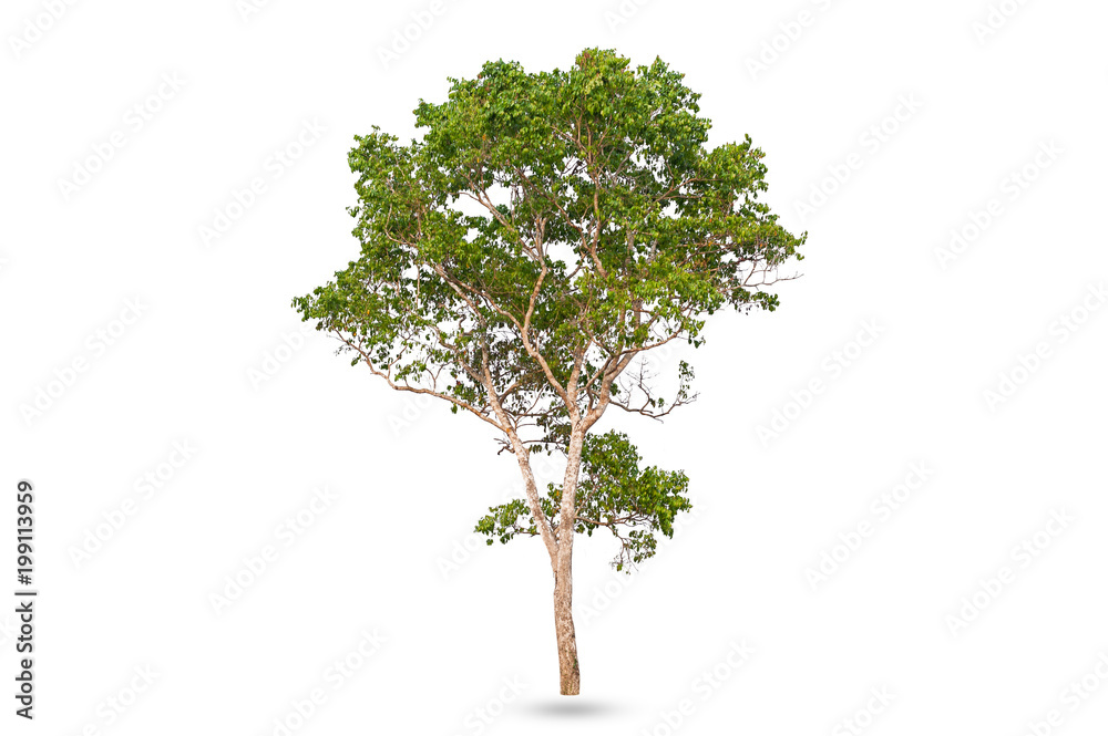 Isolated of Green tree on white background with clipping path. Isolated of Green tree on white background with clipping path.