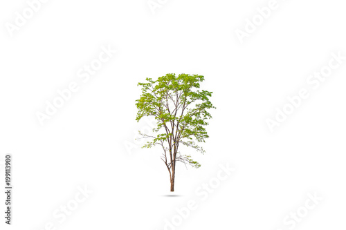 Isolated of Green tree on white background with clipping path.