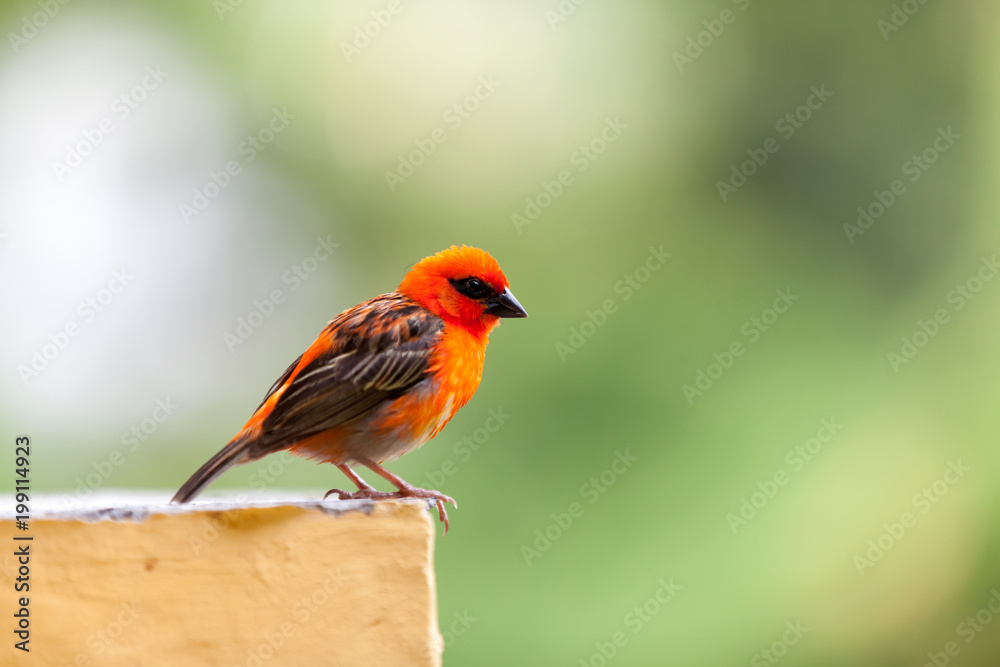 A small red local bird on the Seychelles