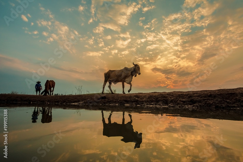 cows with amazing clouds on sunset time